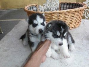 Siberian Husky Puppies