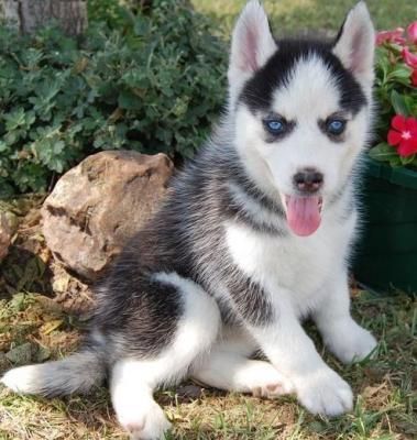 Siberian Husky Puppy Female And Male(***) ***-***2