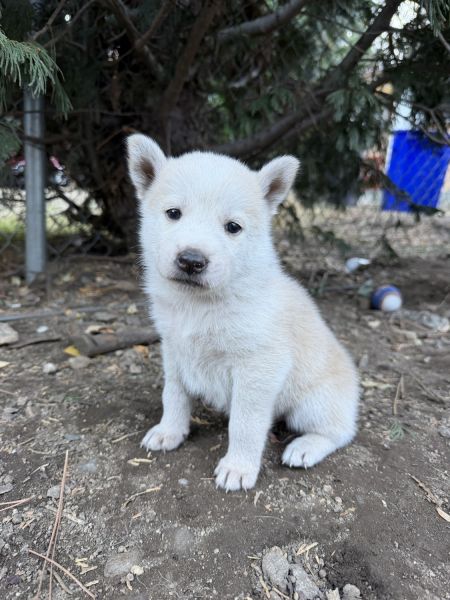 Mix huskies for sale!