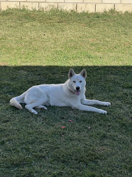 7 Month Old Female Husky for Adoption
