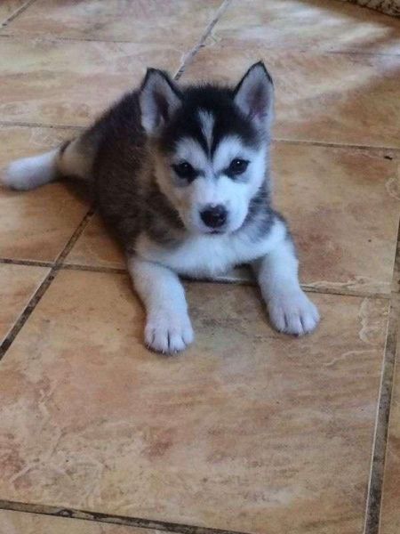 Beautiful Siberian Husky Puppies
