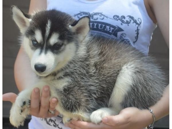 5 Husky Puppies (4 Boys, 1 Girl)