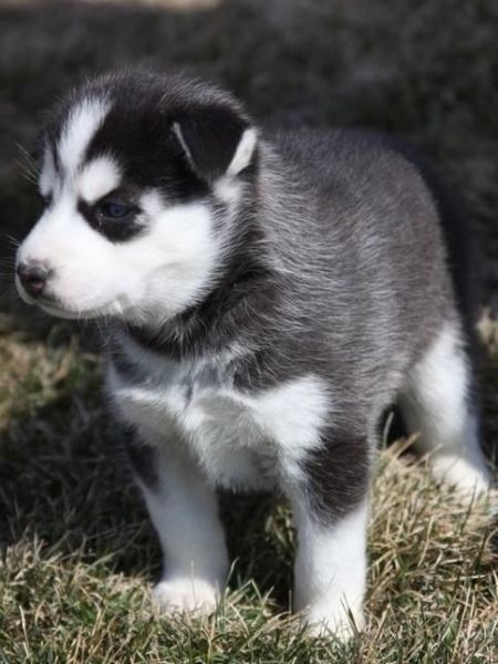 Husky Puppies Text(***) ***-***3