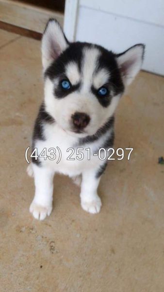 Siberian Husky Pups Available ***
