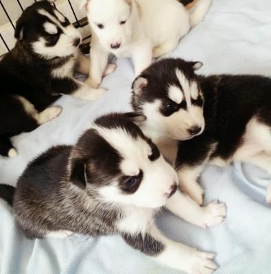 Siberian husky for adoption