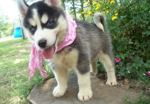 Awesome Husky Puppies Available