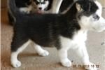 Cute Siberian Husky Puppies (male And Female ...