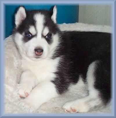 Kc Reg Siberian Husky Pups