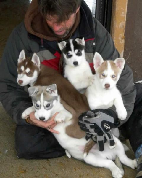 Blue Eyed Husky Puppies Ready ***