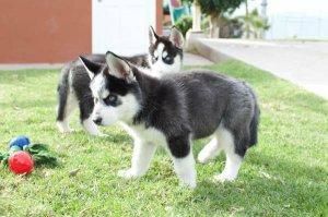Two Friendly Siberian Husky Puppies