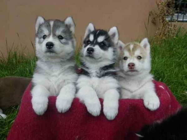 Awesome Siberian Husky puppies available for sale