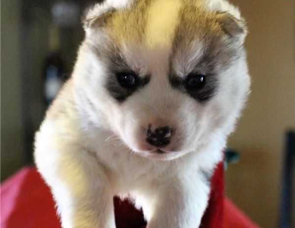 Gorgeous Siberian husky puppies