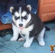 Quality siberians huskys Puppies