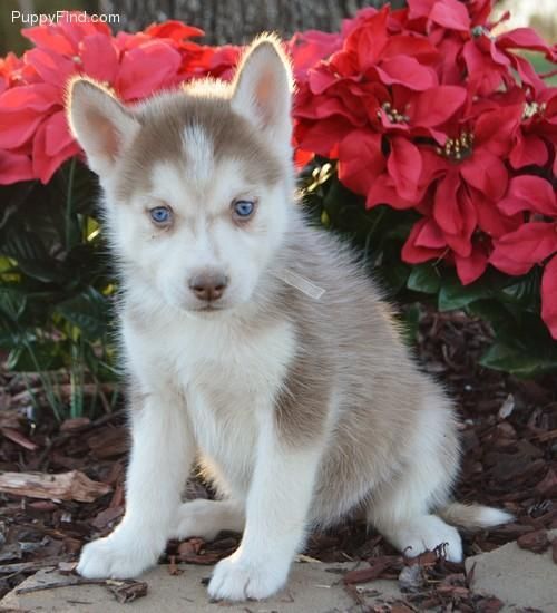 Akc registered Siberian Husky puppies