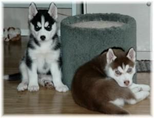 Gorgeous Siberian Husky Puppies