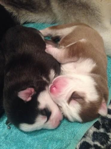 Cute male and female seberain husky available