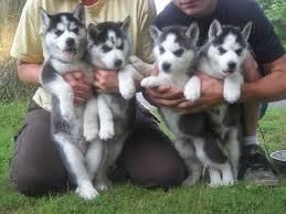 Siberian Huskies Puppies for Available