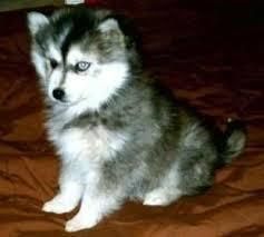 Adorable Akc Siberian Husky Puupies For Rehoming