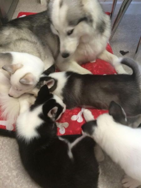 male female siberian husky pups