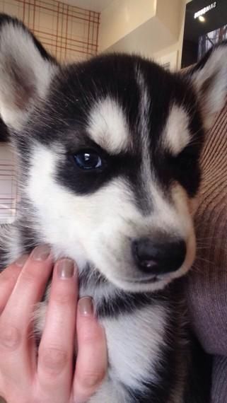 siberian husky puppies available