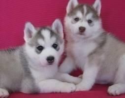 Charming Siberian husky Puppies