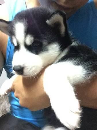 Reg M&f Husky Dogs For Ready For New Home