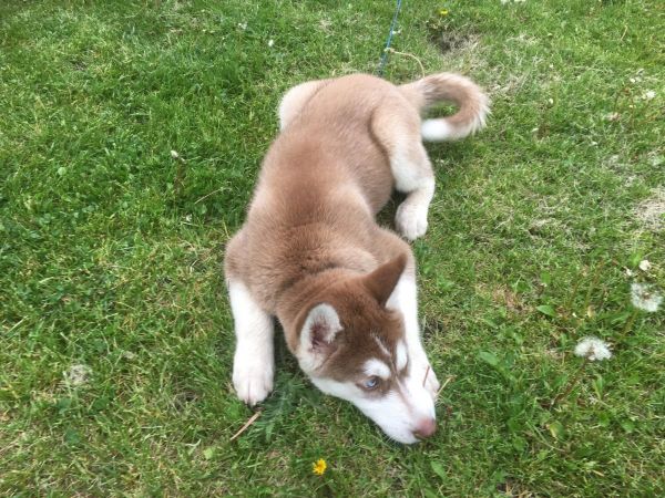 Beautiful Blue Eyes Siberian Husky Puppy