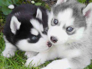 Siberian Husky Puppies Blue eyes Ready