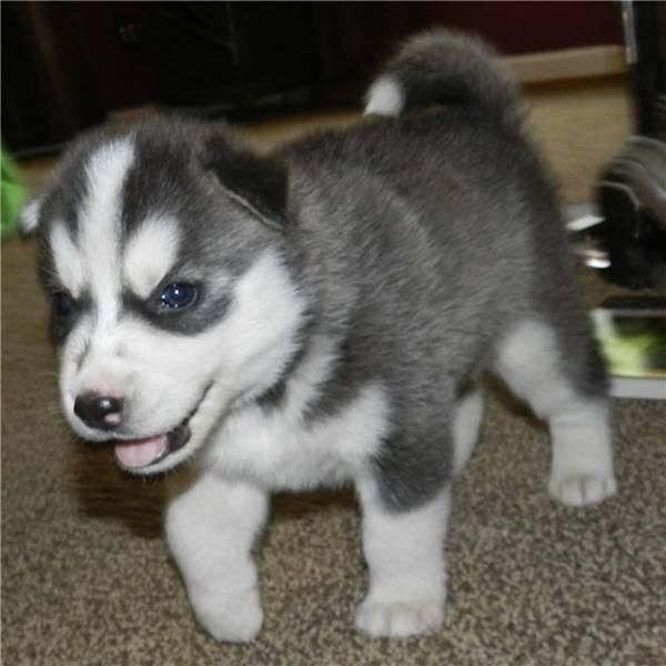 Siberian husky puppies for adoption