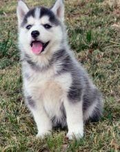Lovely Huskies For Adoption Text .(***) ***-***5