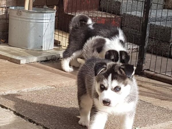 siberian husky puppies 2 girls and 2boy