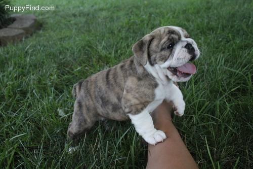 English Bulldog