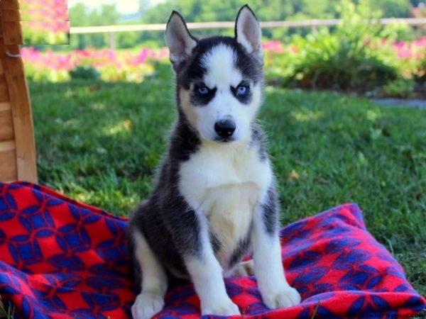Cute Siberian Husky Text (***) *** ***2