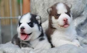 home train husky pupps ***) ***-***0