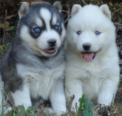 Siberian Husky puppies for sale