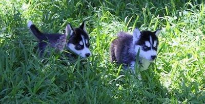 Playful Siberian Husky Puppies For Adoption