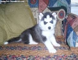 CUTE SIBERIAN HUSKY FOR ADOPTION