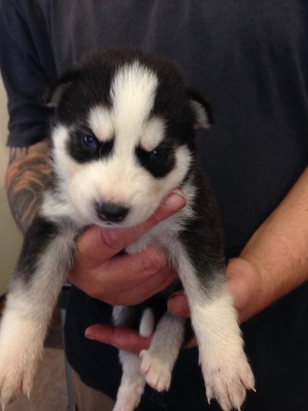 Siberian Husky Puppiess