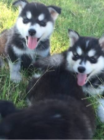 siberian husky Very good around kids