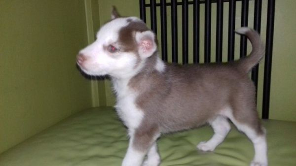 Siberian Husky Pups Ready To Go Now