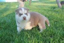 Cute Siberian husky pups***