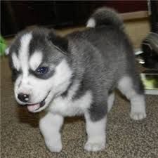 Nice Siberian Husky puppies for adoption.