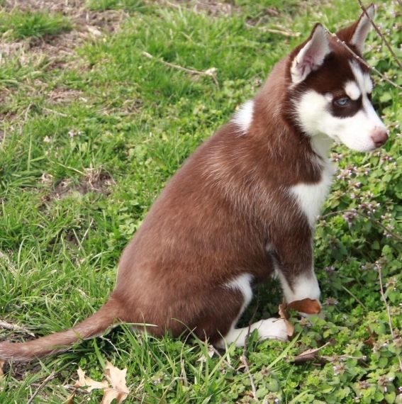 3 Black And White Husky Puppies