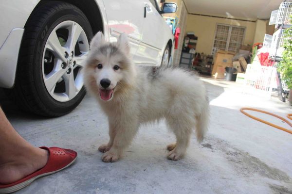 Adorable male and female husky for adoption