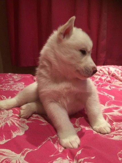 Siberian husky puppies