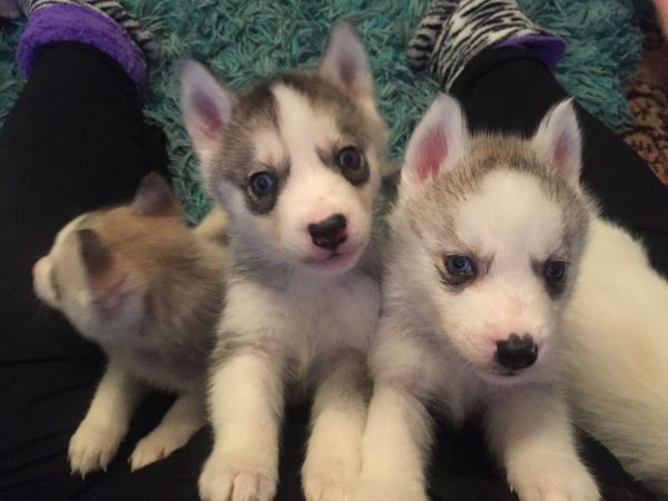 Siberian Husky puppies for adoption
