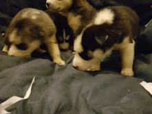 CUTE SIBERIAN HUSKY PUPPIES