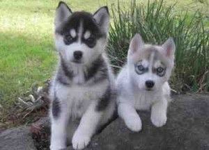 11 week siberain husky for sell