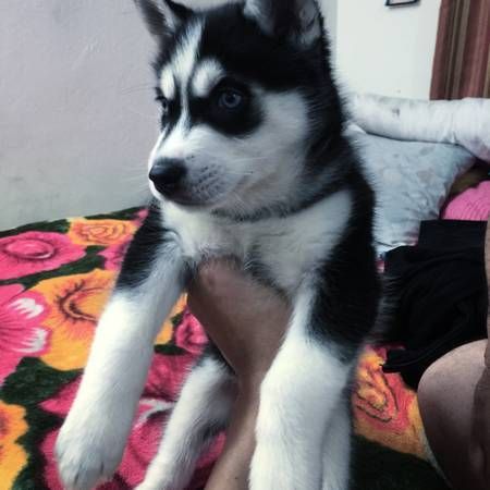 CUTE Siberian Husky puppies for sale