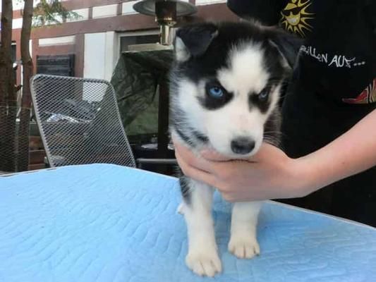 free marvelous Siberian Huskies Puppies